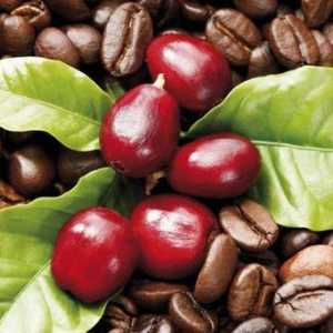 Kava s pjenom: recepti. Kako pripremiti kavu u puretinu na tanjuru