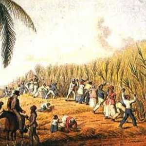 Kava, čaj, pamuk, sjemenke: što su plantaže?