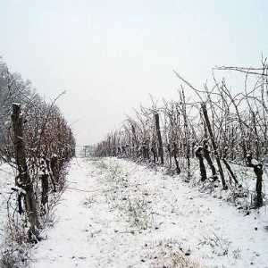 Kada i što treba pokriti za zimske grožđe?