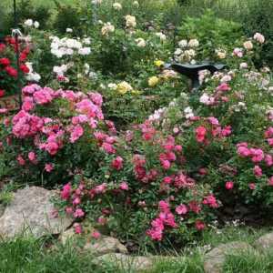 Kada je bolje saditi ruže - u proljeće ili jesen? Sadnja ruža na otvorenom terenu