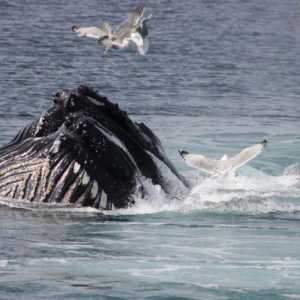 Kada slave Svjetski dan dupina i kitova?