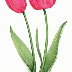 Kada saditi tulipan? Jednostavna pravila