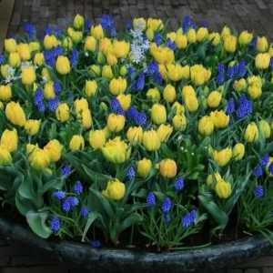 Kada je zasađena tulipani: tajne uzgoja
