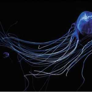 Koga Australci nazivaju pomorcima? Posebno opasna meduza australskih voda