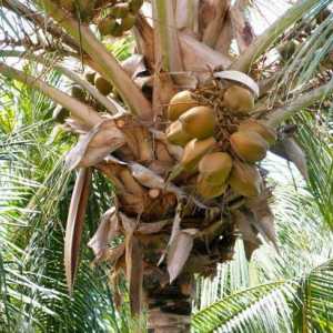 Kokosov šećer: koristi i šteta