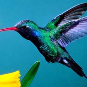 Hummingbirds, ptica. Najmanju pticu na svijetu: opis, fotografija i cijena