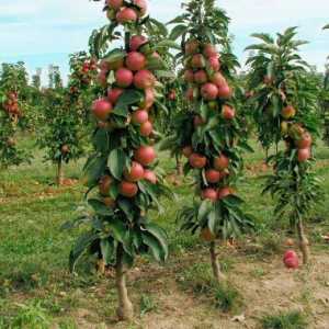 Stablo jabuka u obliku kolona Arbat: fotografija i opis sorte
