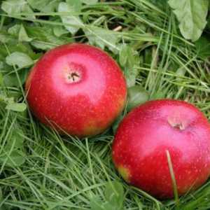 Kolona u obliku jabuke Ostankino: opis, uzgoj i njegu