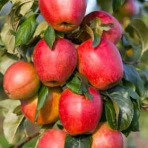 Kolone u obliku jabuka: recenzije o kultiviranju u našoj zemlji