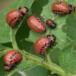 Colorado beetle: ličinke. Borba protiv Colorado beetlesa