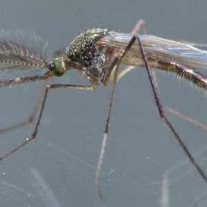 Komar-pussy: opis i fotografija