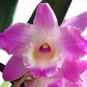 Soba Orchid: kako se brinuti. Dendrobium Starclass kod kuće