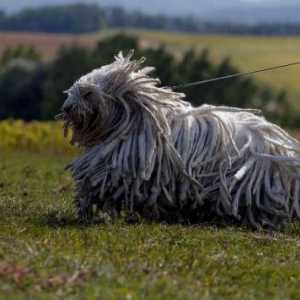 Komondor (mađarski ovčar): opis pasmine, karaktera i fotografije