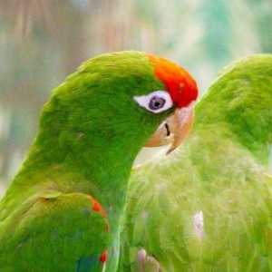 Kongolski papagaj: opis, značajke njege, talente