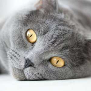 Konjunktivitis kod mačke: simptomi, liječenje