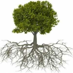 Korijen: struktura korijena. Vrste korijena (biologija)