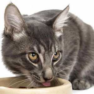 Feed za mačke bez zrna: prednosti i nedostaci