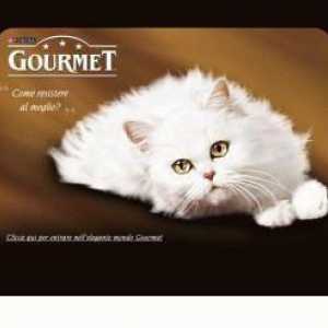 Gurmanska mačka hrana - liječenje za kućnog ljubimca