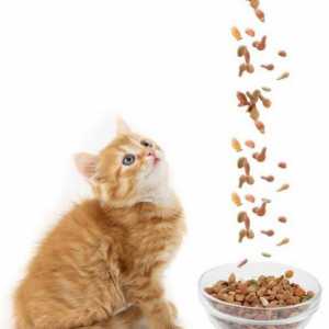Feed za vrhunske mačiće: suho ili mokro? Koja je najbolja hrana za mačića?