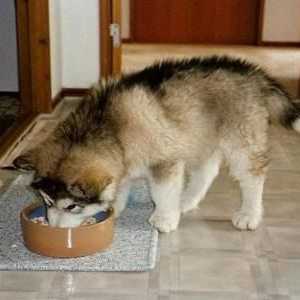 Hranjenje štenaca: kompetentan pristup