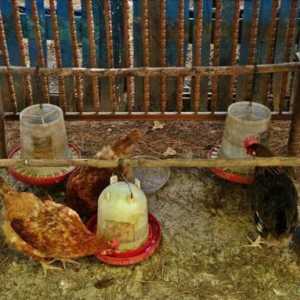 Kolo za hranjenje bunkera kokoši vlastitim rukama: crteži, fotografije