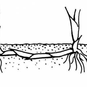 Rhizomes - modifikacija pucanja, koja se nalazi ispod zemlje