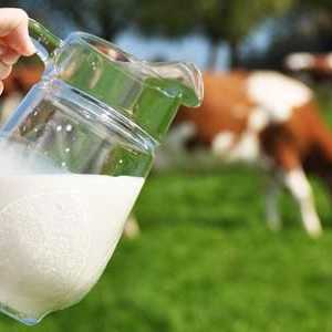 Kravlje mlijeko: sastav i svojstva. Sastojci kravljeg mlijeka - stol
