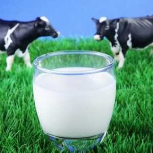 Kravlje mlijeko: masti, koristi i štete