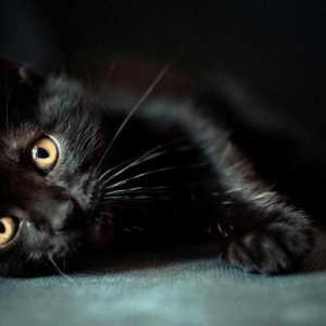 Mačka je crna. Pasmine: imena i značajke
