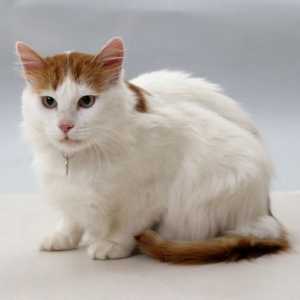Mačka turskog kombija pasa: opis, fotografija, recenzije