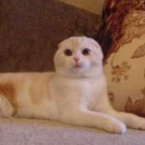 Mačka škotski škotski ravni: opis pasmine, karaktera, fotografije