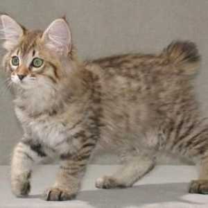 Cats Kurilian Bobtail: karakter, osobine pasmine, eksterijer, fotografija