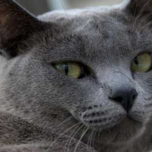Burmanske pasmine mačaka: opis, priroda, obilježja skrbi, pregled fotografija i vlasnika