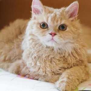 Mačke Selkirk Rex pasmine: opis, priroda, skrb