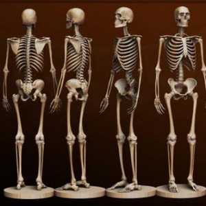 Kosti čovjeka. Anatomija: ljudske kosti. Ljudski kostur s imenom kostiju