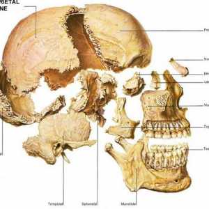 Kosti lubanje: ljudska anatomija
