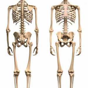 Kosti donjeg dijela čovjeka. Zglobovi donjih udova čovjeka