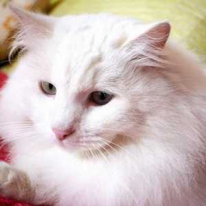 Mačka želi mačku: kako se smiriti i što znači koristiti?