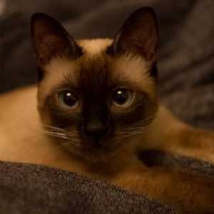 Tajlandska mačka: opis pasmine, karaktera, fotografije