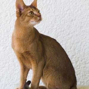 Mačke s velikim ušima: pasmine i fotografije
