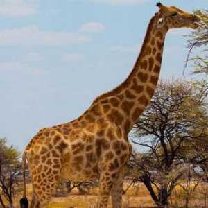 Lijepa žirafa: ova životinja ima najviši krvni tlak