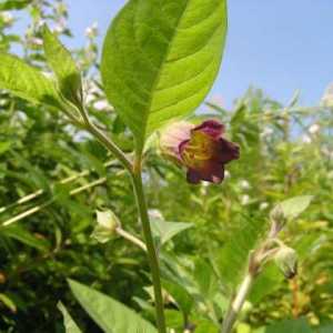Belladonna, ili belladonna: opis biljke, svojstva, primjena
