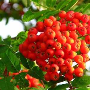 Red Rowanberry: korist i štetu našem zdravlju