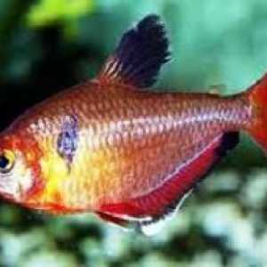 Crvena tetra ili manje ribe: značajke sadržaja u akvariju