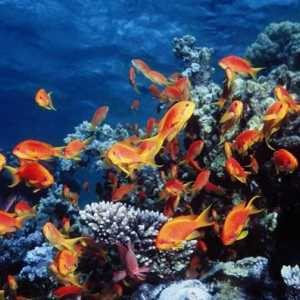 Crveno more (Egipat) - jedinstveni ekosustav