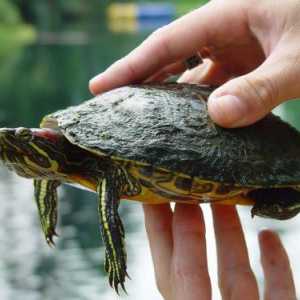 Crvenokutna kornjača: veličina, fotografija. Maksimalna veličina crvenokutne kornjače
