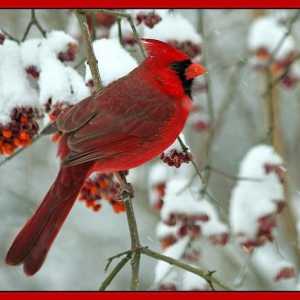 Crveni kardinal - mala ptica sa svijetlim obodom i prekrasnim glasom