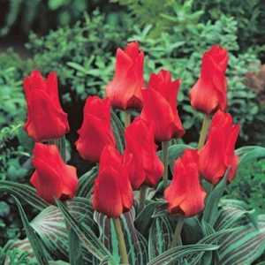 Crveni tulip: sve o simbolu i njezinim značenjima
