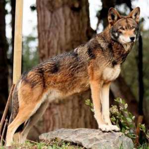Crvena vuka (planina): opis vrsta, snaga. Problem očuvanja stanovništva