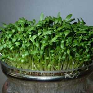 Cress-salata: šteta i koristi, nutritivna vrijednost, kalorijski sadržaj
